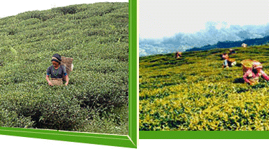 Ilam Tea Garden